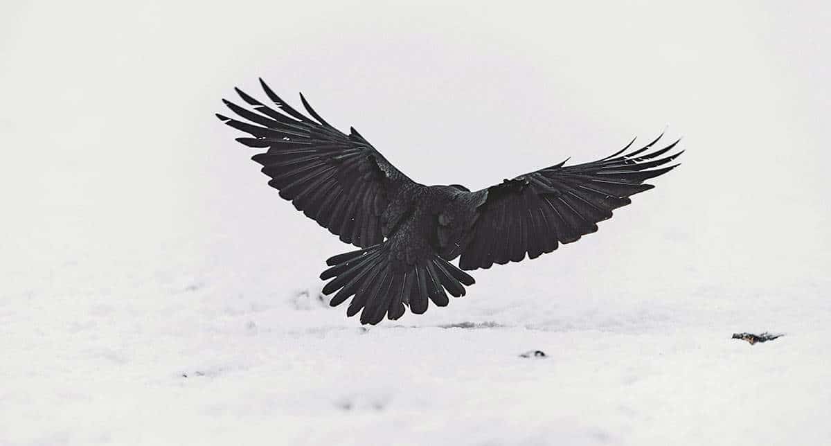 bird flying over snow.jpg