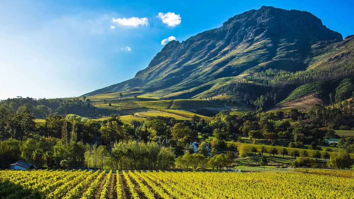 cape winelands sa