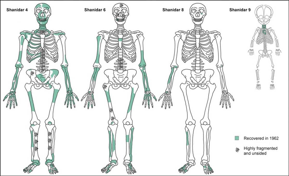 shanidar 4 6 8 9