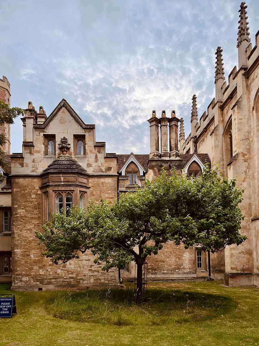 newton apple tree university cambridge