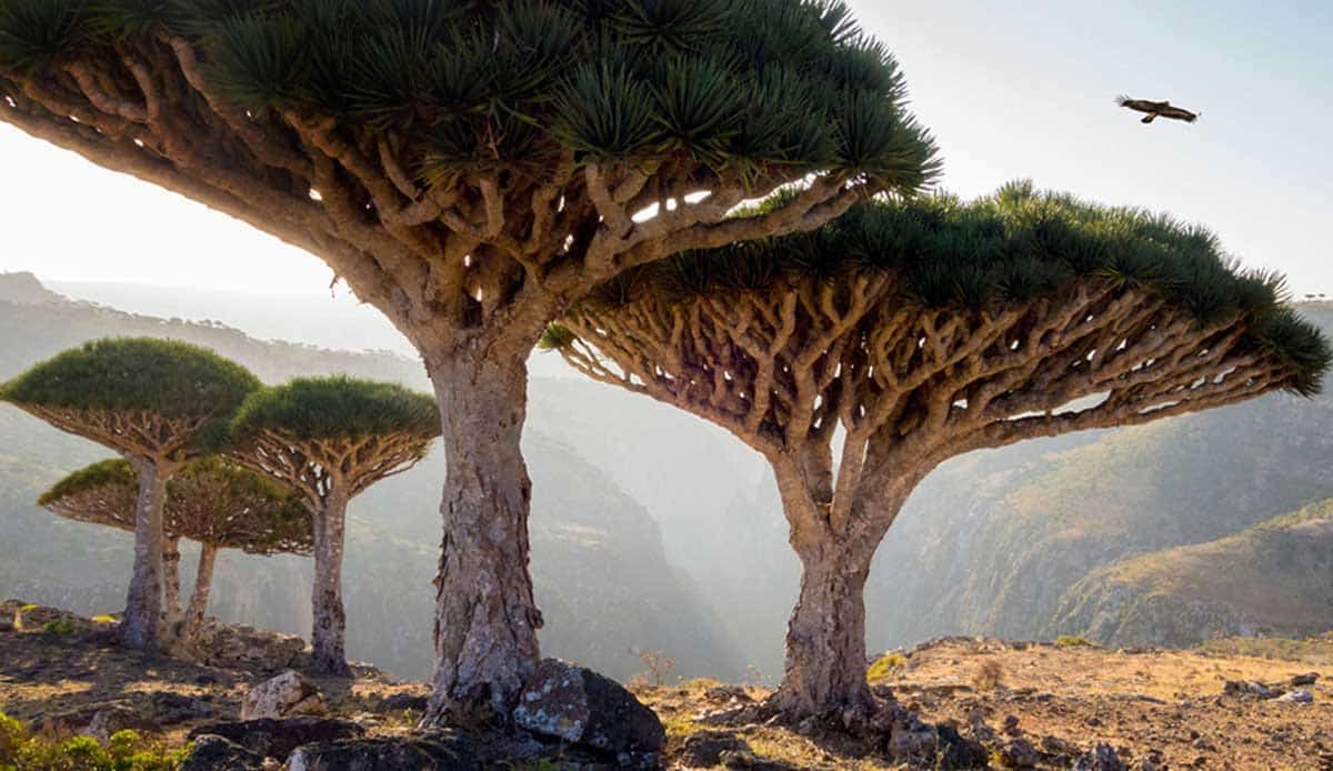 socotra island yemen